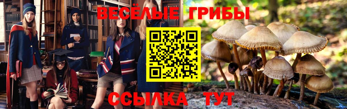 Псилоцибиновые грибы Psilocybine cubensis Благодарный